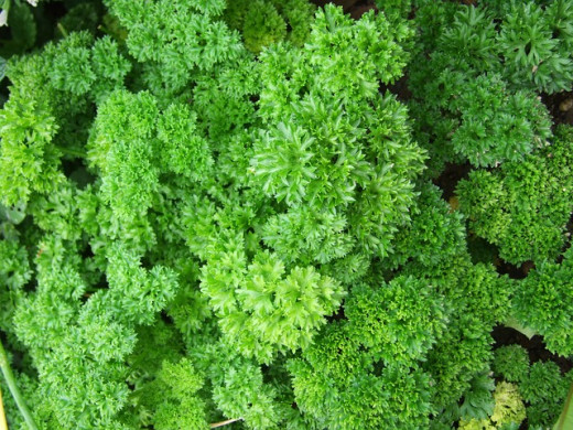 Regular parsley is a biennial, so it self-seeds and keeps growing. Rooted or Hamburg parsley is a perennial vegetable. Either way, once you plant parsley, you always have it.