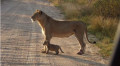 #krugernationalpark Sightings: Big Five and Small Five
