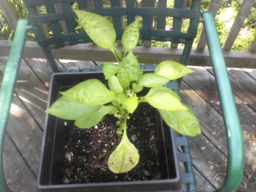 This pepper plant spent the winter in my attic, where the temperature roopped to about 40 degrees in mid-winter. It got enough sun and protection from the cold to stay alive.