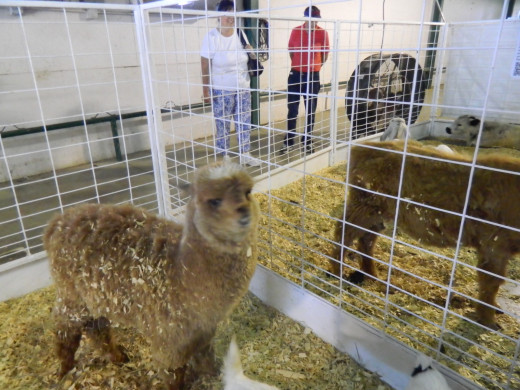 A baby Alpaca