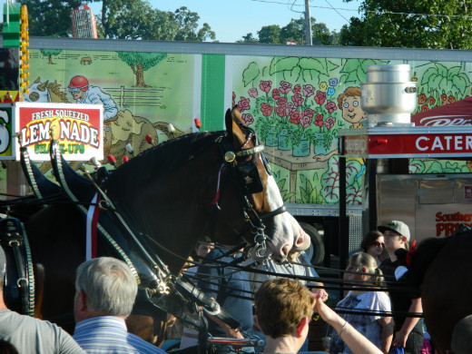 One of the Clydesdales