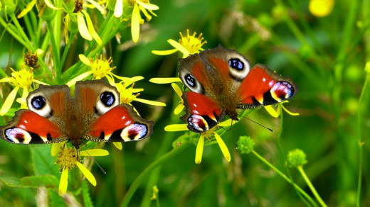 Beautiful butterflies