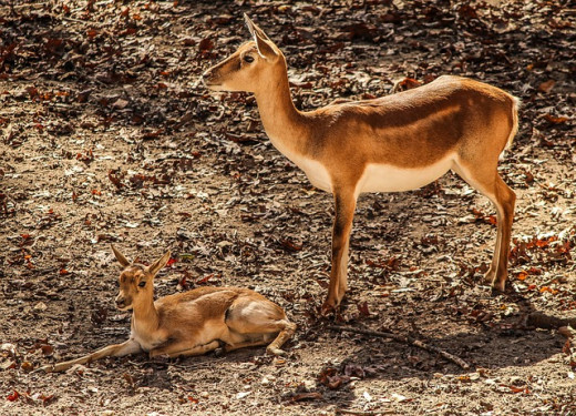 Gazelle-impala mother and baby
