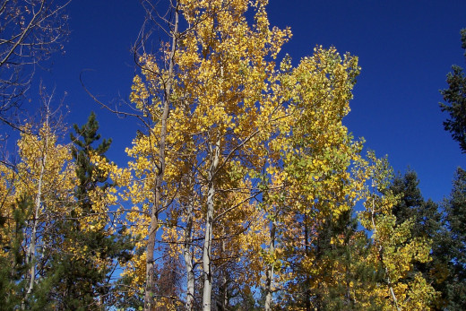 Aspen gold