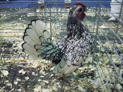 A stunning Silver-Laced Sebright rooster. Sebrights are only found in bantam size, so this guy is tiny.