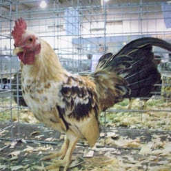 11 Reasons You Should Get Chickens