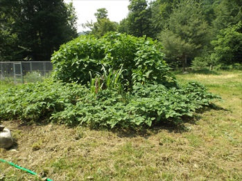 3rd year on old compost pile area and still going strong! 