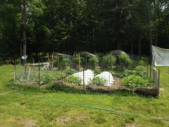 Wow, all this bounty from compost! 