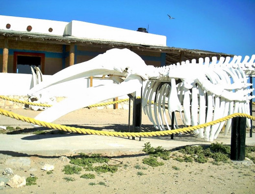 Humpback Whale skeleton at Ojos de Libres on Viszcaino Bay, just south of Guerrero Negro...