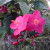 Pink Hibiscus Flowers Pink Hibiscus Flowers