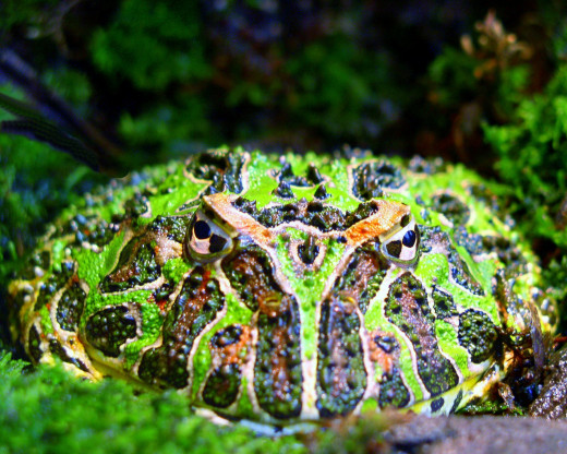 The fat frog