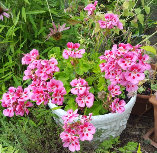 Summer Color Geraniums (Pelargoniums) HubPages
