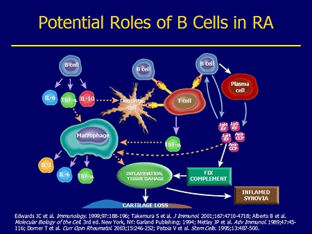  B cells come from the bone marrow, as pre-B cells, and they later mature. eventually, they develop into plasma cells that secrete the antibodies that the immune system needs to fight infections. these cells get more mature and develop differently.