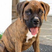 appudog profile image
