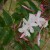 Polyanthus Jasmine