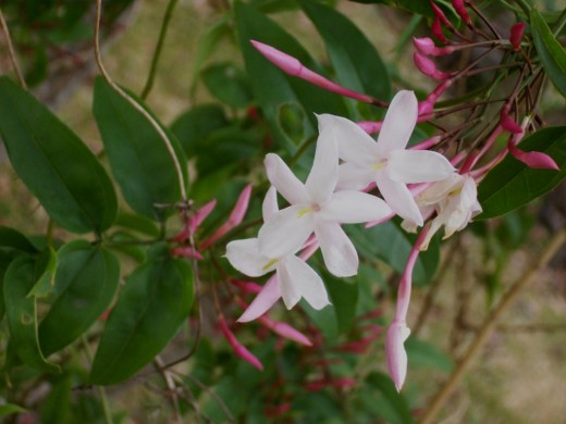Polyanthus Jasmine