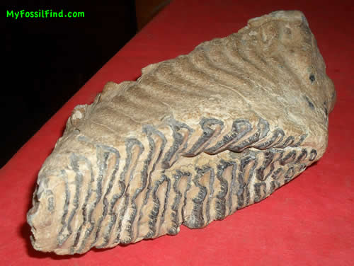 Elephant's Tooth discovered in Serbia