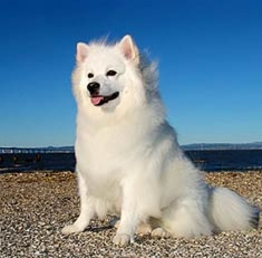 11 Dogs That Look Like a Fox PetHelpful 11 Dogs That Look Like a Fox PetHelpful