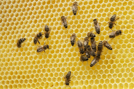 honeybees at work 