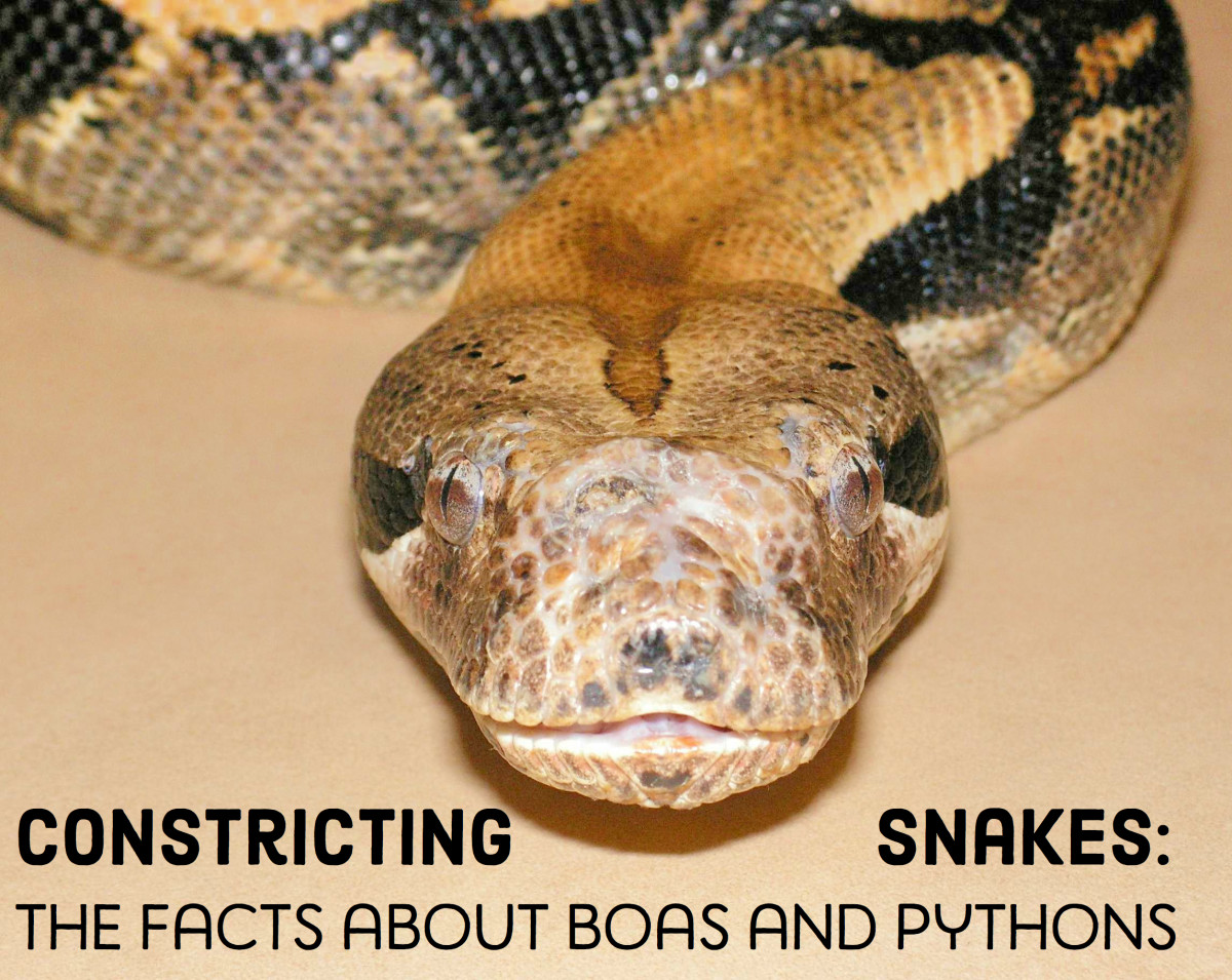 14 Species of Boas and Pythons: Amazing Constricting Snakes | PetHelpful1024 x 815