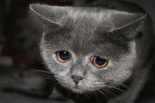 This cat is terribly sad because you refuse to let it eat meat.  Cats are not vegans.  They need meat in their diet to maintain proper health.