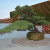 Bonsai Tree Bonsai Tree