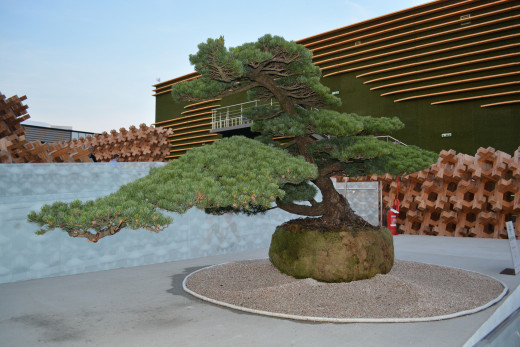 Bonsai Tree