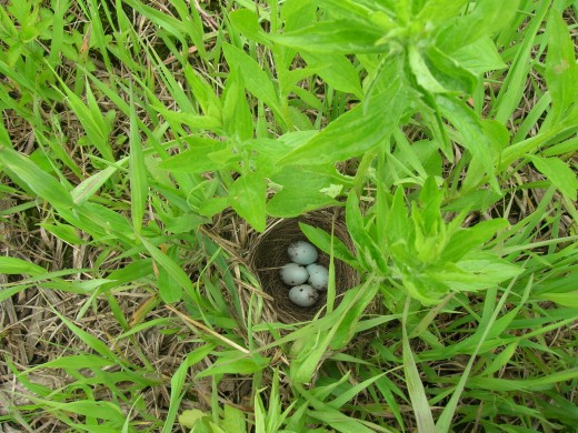 Common wetland animals are birds. Wetlands provide habitat for 75% of the species in the Midwest. Showing a bird's nest at Barnevel Prairie, Wisconsin