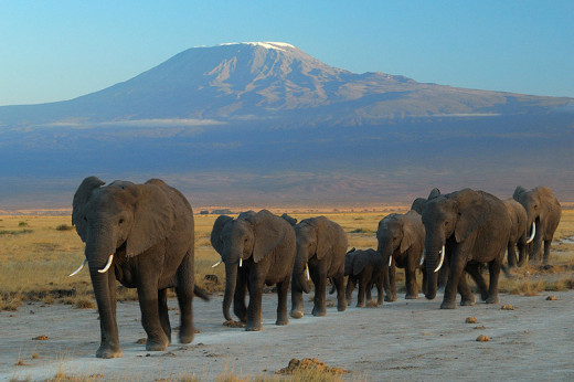 "Elephants at Amboseli national park against Mount Kilimanjaro" by Amoghavarsha amoghavarsha.com - Own work. Licensed under CC BY-SA 3.0 via Commons - https://commons.wikimedia.org/wiki/