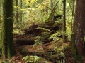 Backyard Trails - Local Flora and Fauna