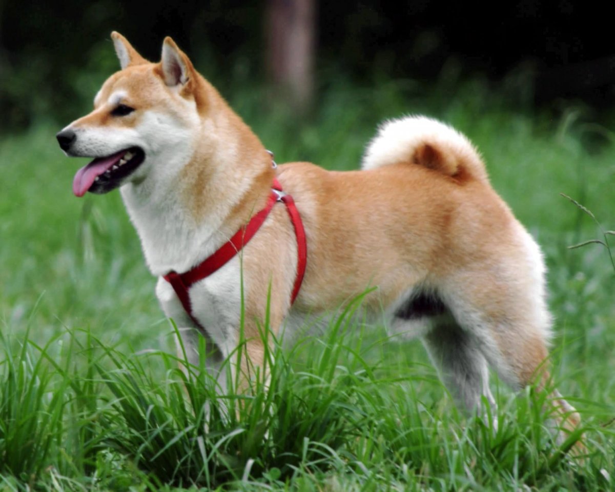 Top 10 Most Expensive Dog Breeds in India PetHelpful