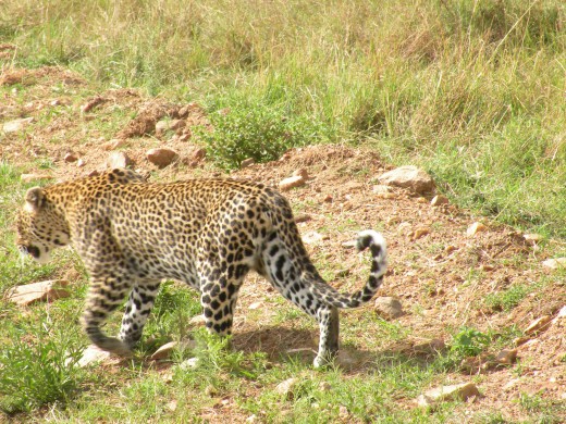 Leopard retreating