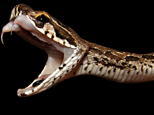 Russells Viper: most deaths in India lain at this reptiles door