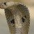 Indian Cobra:  Revered and not a major player in death count