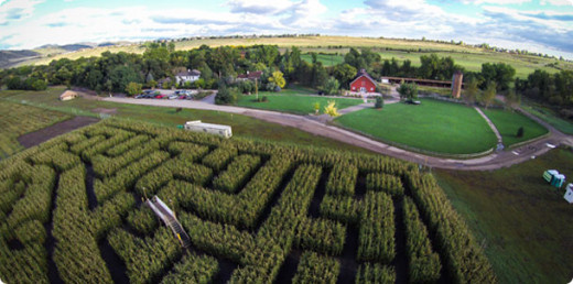 The Corn Maze