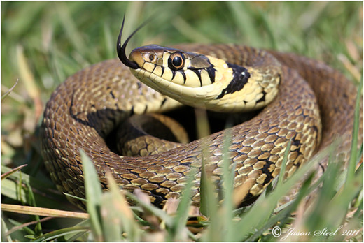 Common grass snake