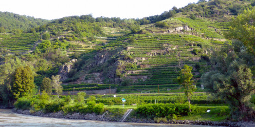 Picturesque terraced vineyards located between the towns of Melk and Krems.  