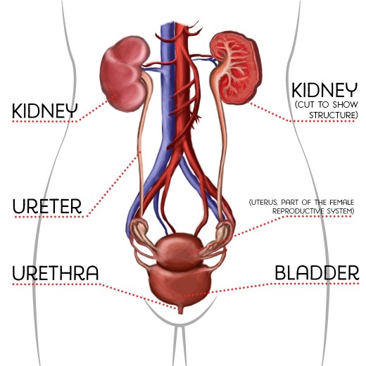 Parts of the urinary system (female human body).