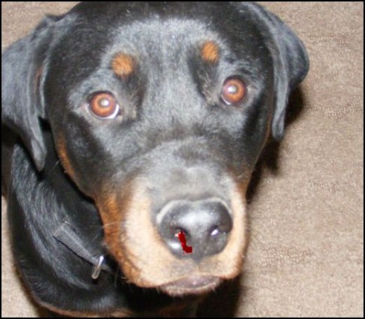 Causes of Nose Bleeds in Dogs | PetHelpful