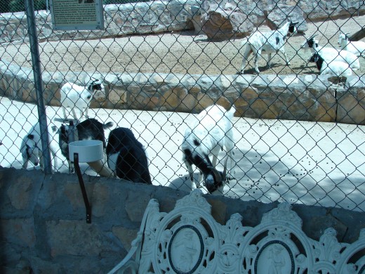 Goats at the Cattleman's Steakhouse Restaurant east of El Paso, Texas north of I-10
