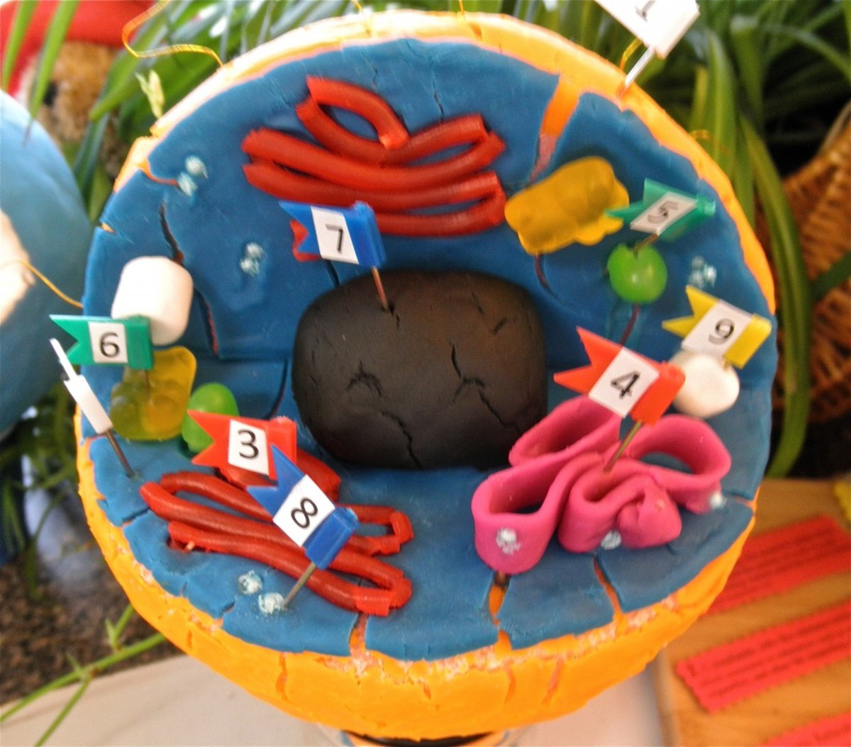 How to Create 3D Plant Cell and Animal Cell Models for