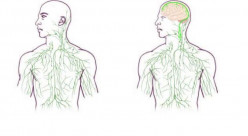 The Missing Link - Lymph, Depression and Mental 