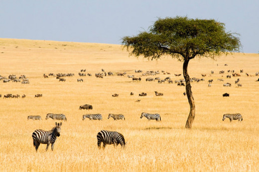 Kenya Maasai Mara