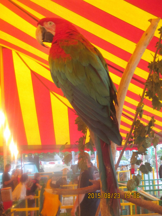 Macaw on display at the Marshfield, MA Fair. - Photo by George Sommers