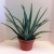This plant would make a lovely addition to your home. You can use it this plant for the uses I just mentioned.
