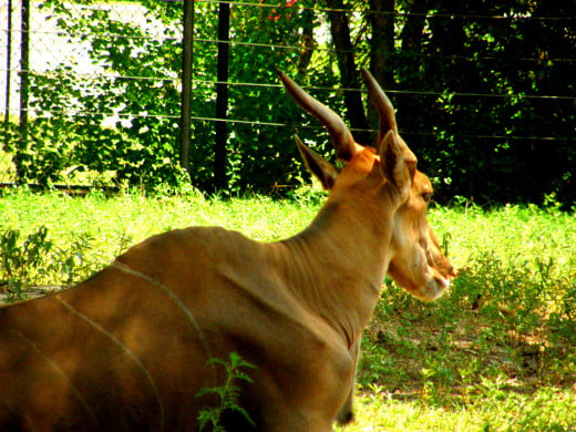Eland, The common eland, also known as the southern eland or eland antelope, is a savannah and plains antelope found in East and Southern Africa. 