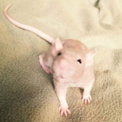 RooRoo Rattery profile image