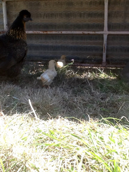 The mother hen and her chickens (about 4 weeks old)