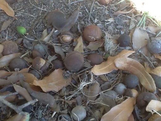Macadamia Nuts on the ground beneath the trees