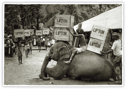 Lipton Tea crates being carted on elephants. 